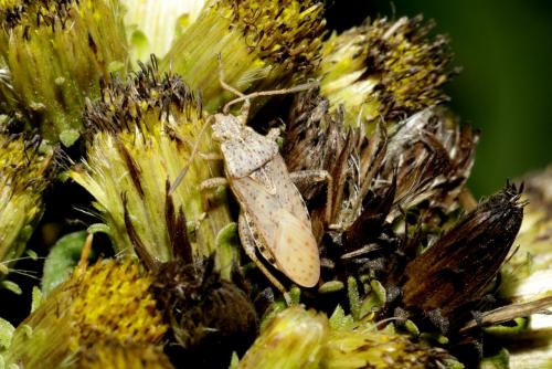 Stictopleurus punctatonervosus